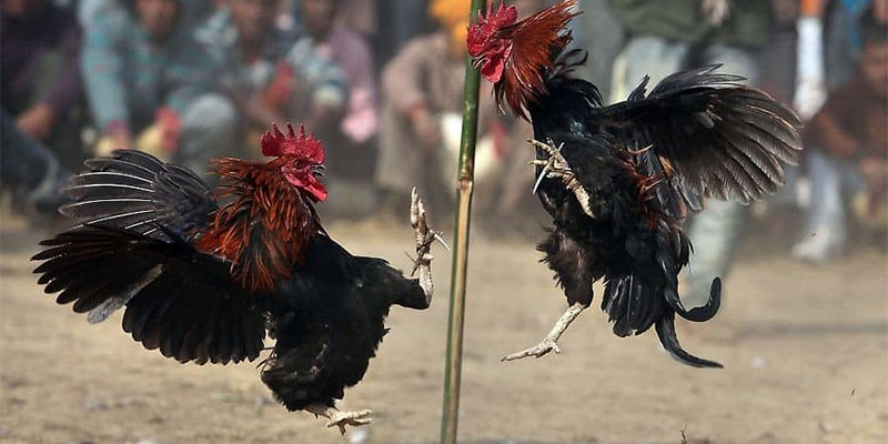 Những trận đá gà cựa sắt hấp dẫn là gì?