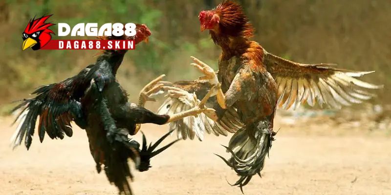 Những lưu ý khi áp dụng cách vần gà chọi hay