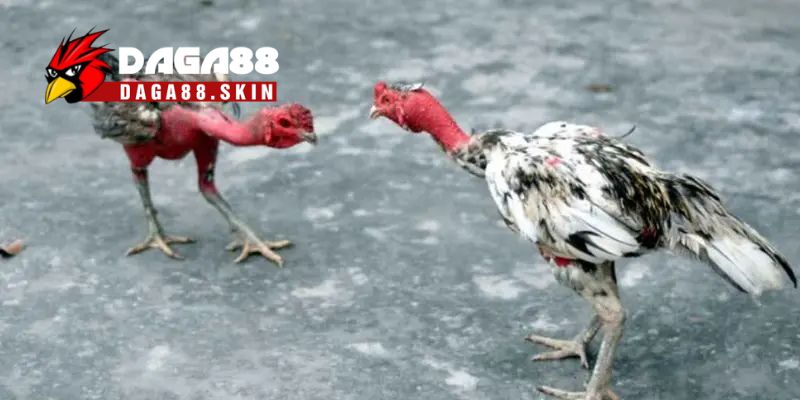 Một vài thuật ngữ khi áp dụng cách vần gà chọi