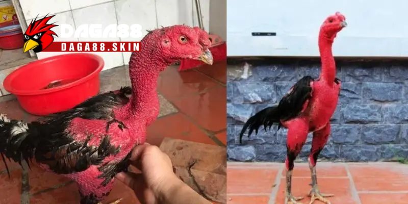 Vần hơi và vần đòn chiến kê lượt thứ nhất và thứ hai