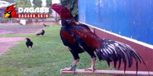 Cách Nhổ Lông Đuôi Gà Chọi Đẹp, Đơn Giản Và Nhanh Chóng 